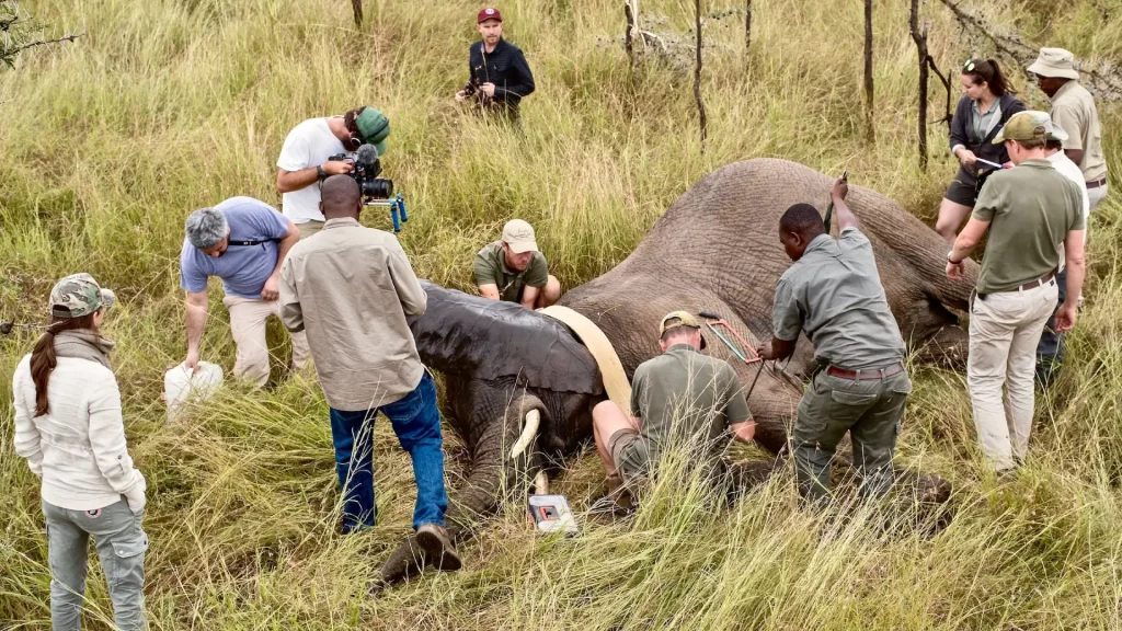 Minister Kijaji Leads Elephant GPS Collaring Exercise Ahead of World Wildlife Day